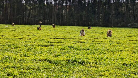 Rainforest Alliance Field Study: Kenyan Tea