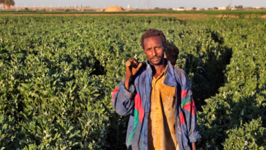 Sesame seeds in Sudan: human rights risk assessment